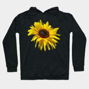 sunflower, sunflowers, blooming flowers, blooms, sun, flower Hoodie